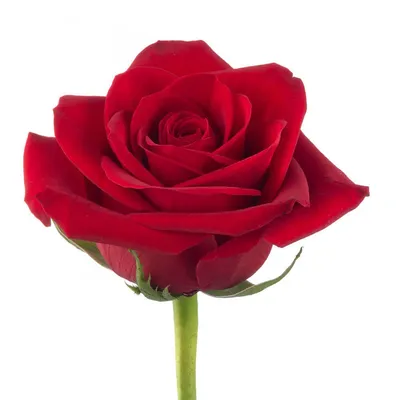 Роза Фридом | саженцы красной розы для букетов
