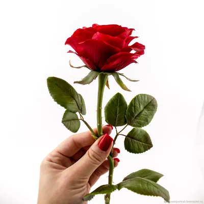 Голландская роза \"Фридом\" 70 см.