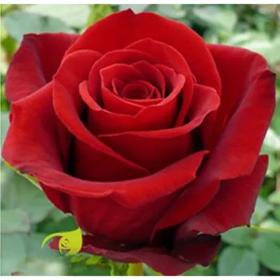 Отзыв о Саженец Мир роз \"Чайно-гибридная роза Фридом\" | Классика среди роз