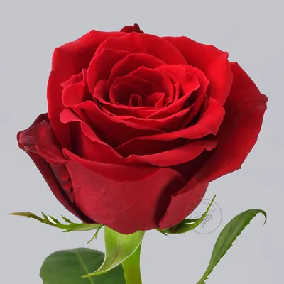 Купить Роза «Фридом» 60 см дешево в Екатеринбурге с доставкой