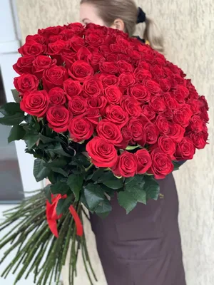 51 красная Голландская роза Фридом: купить 51 красная Голландская роза  Фридом с доставкой по Киеву и области | Golden Flora