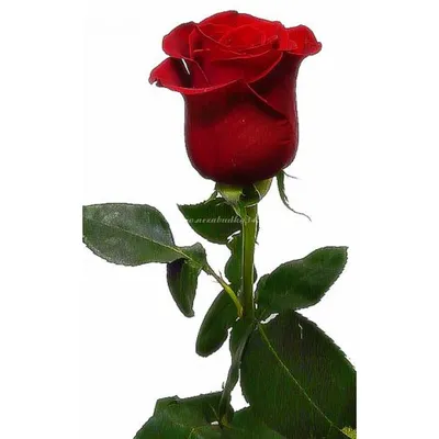 Роза Спирит оф Фридом (Rose Spirit of Freedom) 11л свежая посадка, цена в  Санкт-Петербурге от компании Вилла-планта (садовый центр и питомник  растений, ландшафтное бюро)