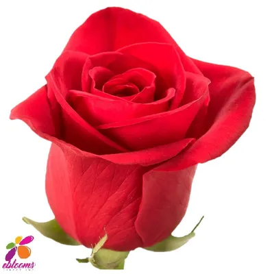 Freedom Roses - Florabundance Wholesale Flowers