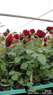 Купить Искусственная роза Фридом, Белый оптом в Украине: цена, описание,  характеристики › Flowers Decor