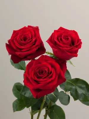 Купить Роза Freedom из каталога Красные розы в Костроме - «Азалия».