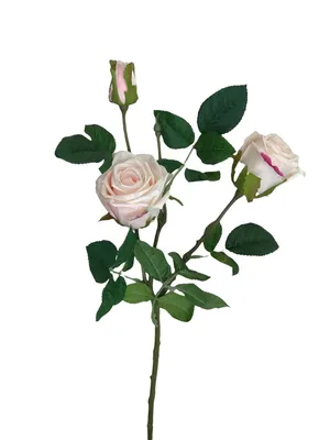 Роза Фридом, Цветы и подарки в Курске, купить по цене 344 RUB, Цветы  поштучно в Цветы Майя с доставкой | Flowwow