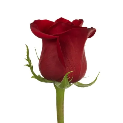 Красная роза сорт Фридом (Rose Freedom) 1 ШТ - купить по выгодной цене |  Цветы Жлобин