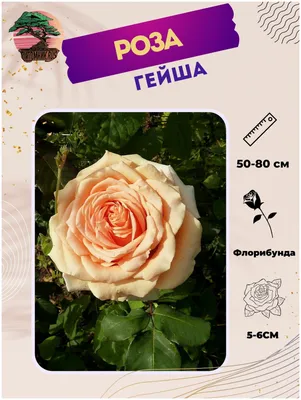 Роза флорибунда Гейша – купить в питомнике по цене 450 ₽