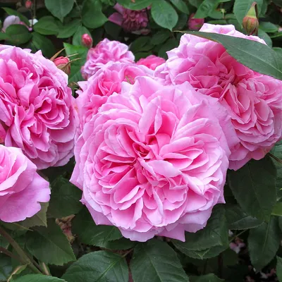 Роза 'Гертруда Джекилл' (Rosa 'Gertrude Jekyll')