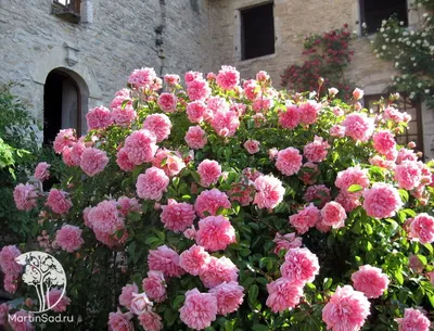 Gertrude Jekyll/Гертруда Джекилл