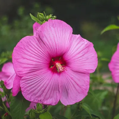 Brilliant Hibiscus, Hibiscus rosa-sinensis 'Brilliant', Monrovia Plant