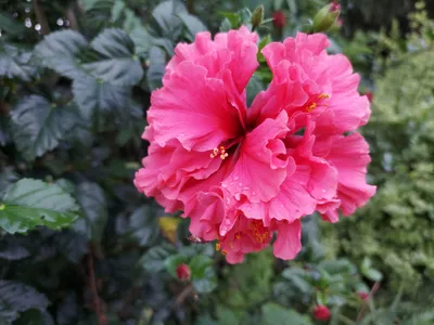 Luna Rose Hardy Hibiscus