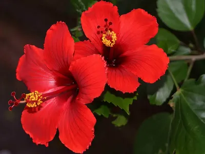 Luna Rose Hibiscus, Dwarf Hardy Hibiscus | American Meadows