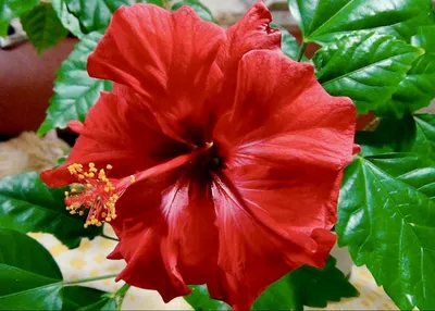 Hibiscus rosa-sinensis L. | Species