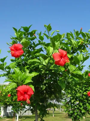 100 Red Hibiscus Seeds Hibiscus Rosa-sinensis Garden Flowers Seed | eBay