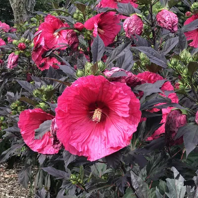 SUMMERIFIC® 'Evening Rose' Hibiscus - Garden Crossings