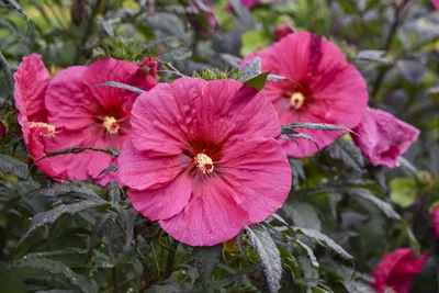 Hibiscus Rosa-sinensis – Red – NBATAT