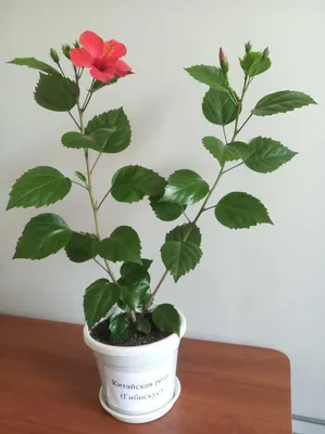 Hibiscus rosa-sinensis (Chinese rose) | CABI Compendium
