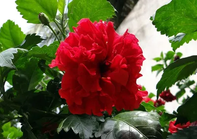 China Rose Hibiscus Double Rosa - Free photo on Pixabay | Hibiscus plant,  Hibiscus, China rose