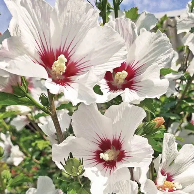 Rose Mallow: Planting and Care Tips - myGarden.com