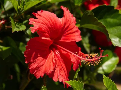 Raspberry Rose Hibiscus Tea Bags | The Republic of Tea