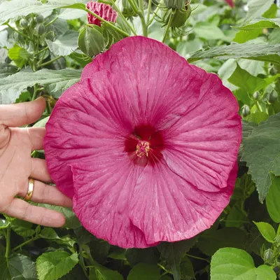 Hibiscus 'Helene' Rose of Sharon | Wayside Gardens | Wayside Gardens