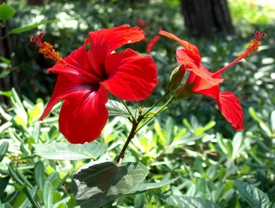 Hibiscus moscheutos Swamp Rose Mallow | Prairie Moon Nursery