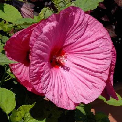 Hibiscus Luna Rose Container Plant Seeds