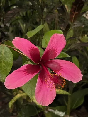 File:Hibiscus in rose color.JPG - Wikipedia