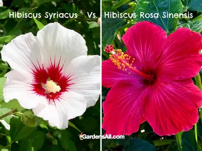 Hibiscus rosa-sinensis 'Red Hot' – Fairchild Tropical Botanic Garden