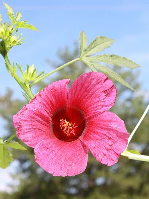 Luna Rose Hardy Hibiscus Plants for Sale