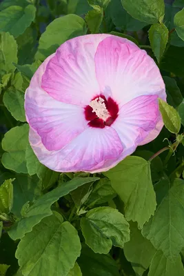 Hibiscus rosa-sinensis 'Fiji Island' — Vintage Green Farms with Tom  Piergrossi