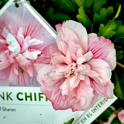 Care of Hibiscus rosa-sinensis - Smithsonian Gardens