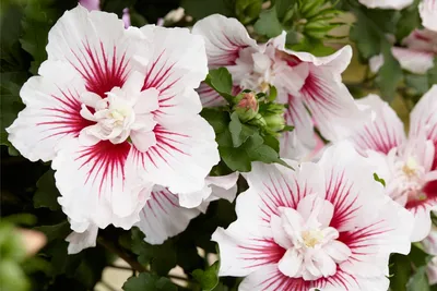 Hibiscus Syriacus Vs. Hibiscus Rosa Sinensis - What is the Difference?