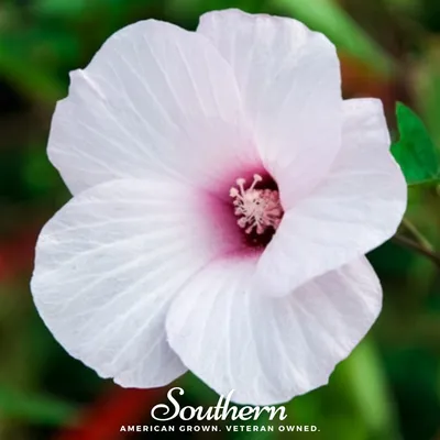 October Rose Hibiscus Bush (hibiscus radiatus) – Urban Perennials