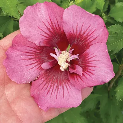 Honeymoon™ Light Rose Hibiscus, Hibiscus moscheutos, Monrovia Plant