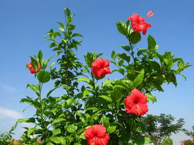 Pink Chiffon® Hibiscus 'Rose of Sharon' - 3 or 7 gallon container – Lots of  Plants