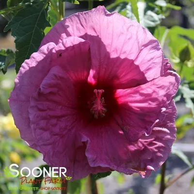 Rose of Sharon (Hibiscus syriacus): Plant Guide | BBC Gardeners World  Magazine