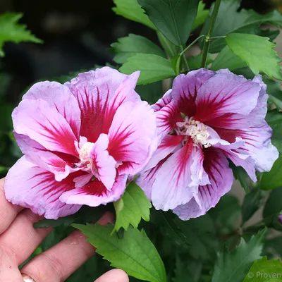 Hibiscus, Rose Mallow Seeds - Southern Seed Exchange