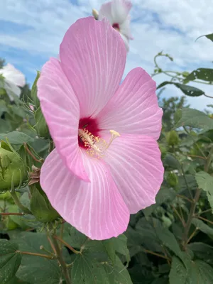 RED PILLAR™ Hibiscus - Garden Crossings