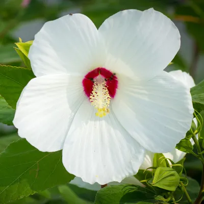 Hibiscus rosa-sinensis (Chinese Hibiscus) - World of Flowering Plants |  Hibiscus rosa sinensis, Hibiscus, Plants