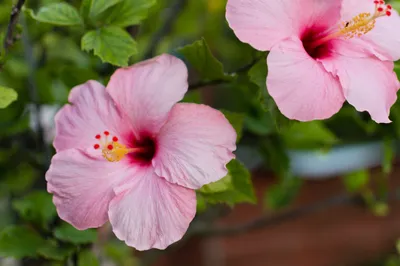 File:Hibiscus rose de Tubuai.jpg - Wikimedia Commons