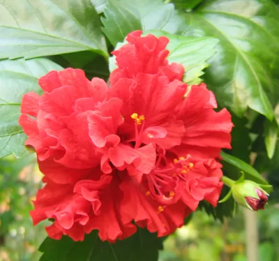 Luna™ Rose Hardy Hibiscus | Sooner Plant Farm