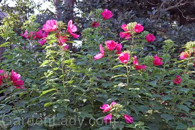 Purple Pillar® Hibiscus - 4\" pot - Rose of Sharon - Proven Winners - Hirt's  Gardens