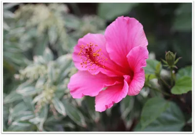 Hardy Hardy Hibiscus (Giant Rose Mallow) Blush Rose (15 ct seed pack) –  Starfish Honey