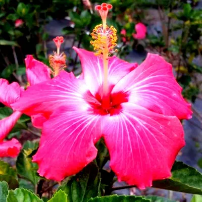 Hibiscus moscheutos Swamp Rose Mallow - Keystone Wildflowers