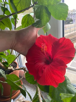 Hibiscus laevis | Rose Mallow | Ancient Roots Native Nursery