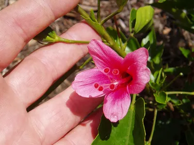 Hibiscus rosa-sinensis (Chinese rose) | CABI Compendium