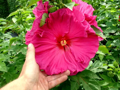 🌸HIBISCUS PLANT🌺 Rare Hibiscus Flower Rose of Sharon live starter plant  HP058 | eBay