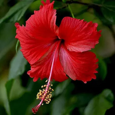 🌺 Hibiscus rosa-sinensis made their first flower this year! 🌺 :  r/houseplants